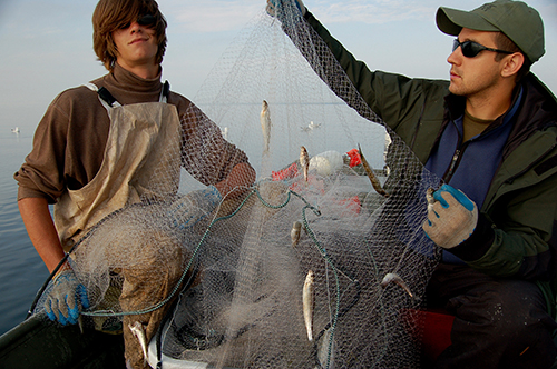Commercial fishermen with a net full of fish